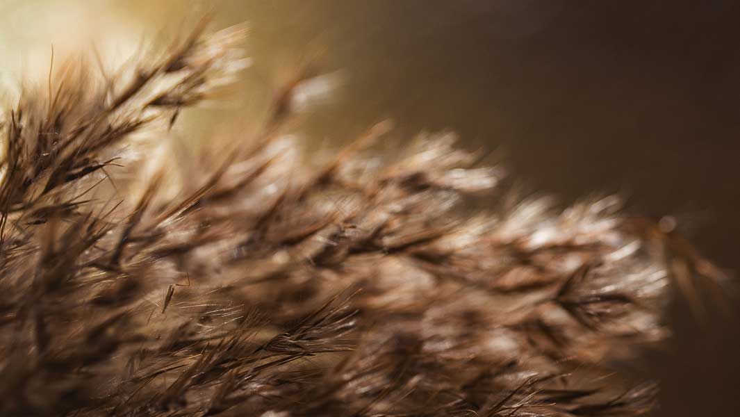 Close-up of soft brown plant fibers.