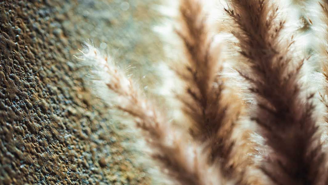 Pampas grass against a textured background.