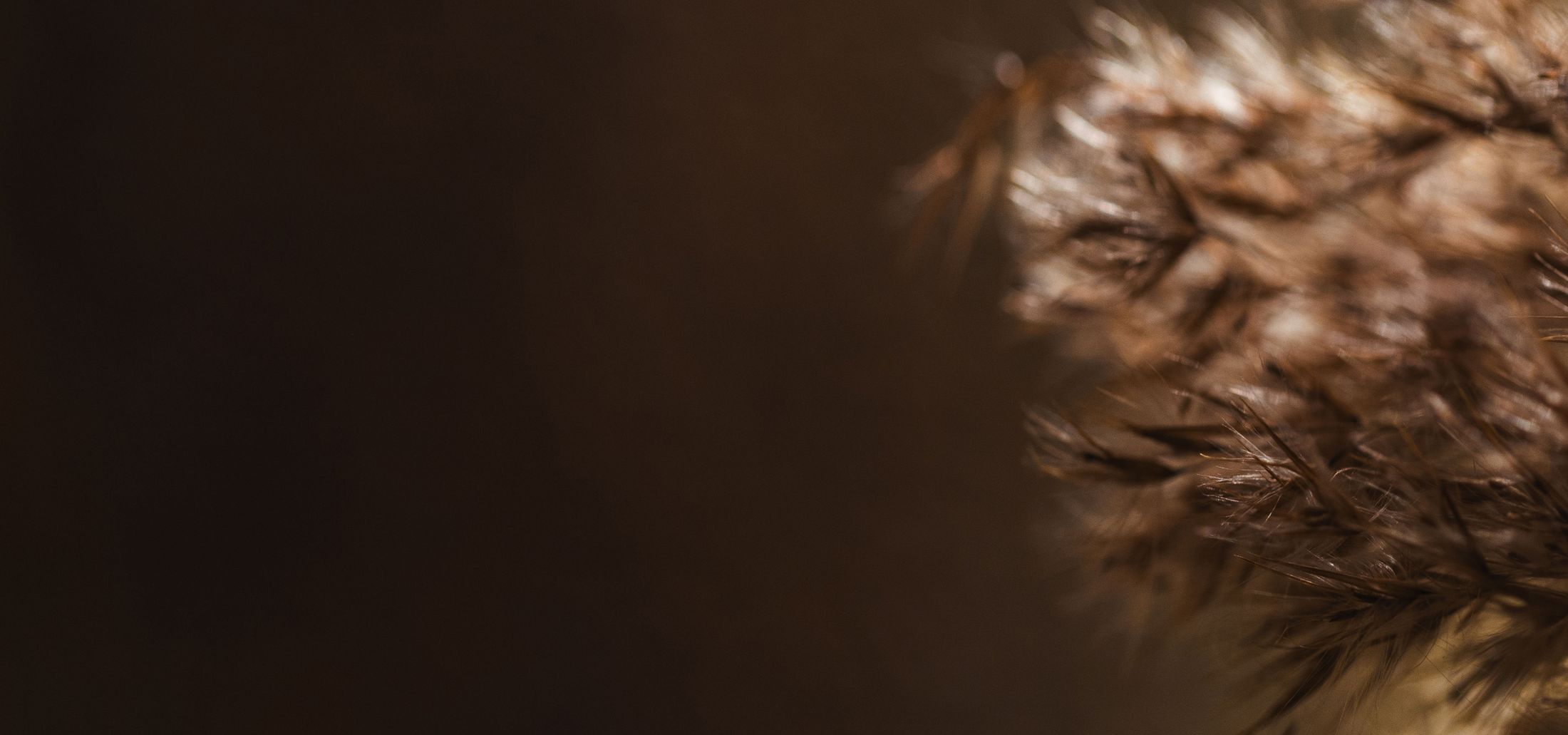 Close-up of soft, dry plant fibers.